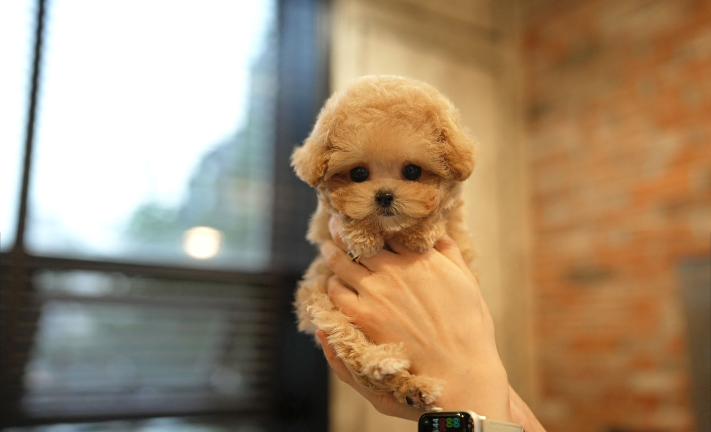 MALTIPOO_CHOCO