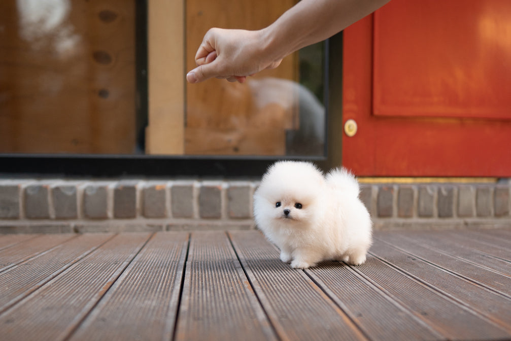 POMERANIAN_SELENA