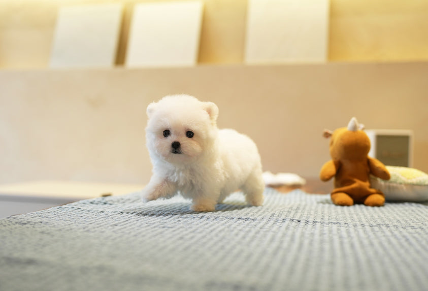 BICHON_LILI