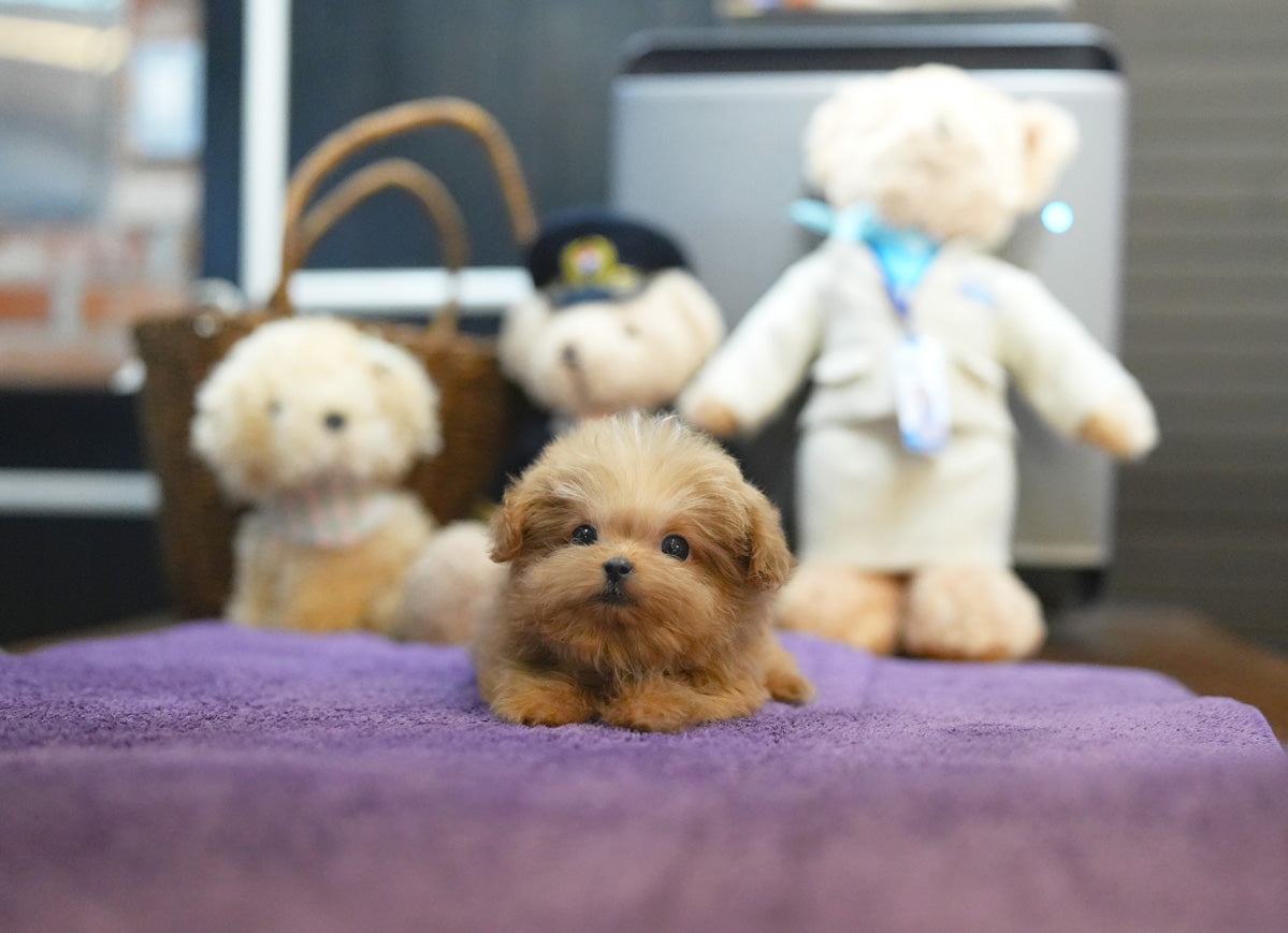 MALTIPOO_MAY