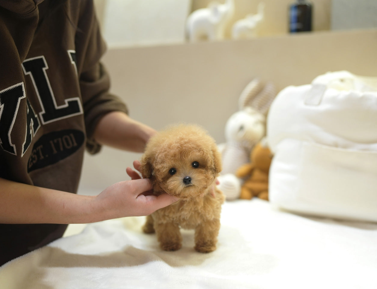 POODLE_IRAE