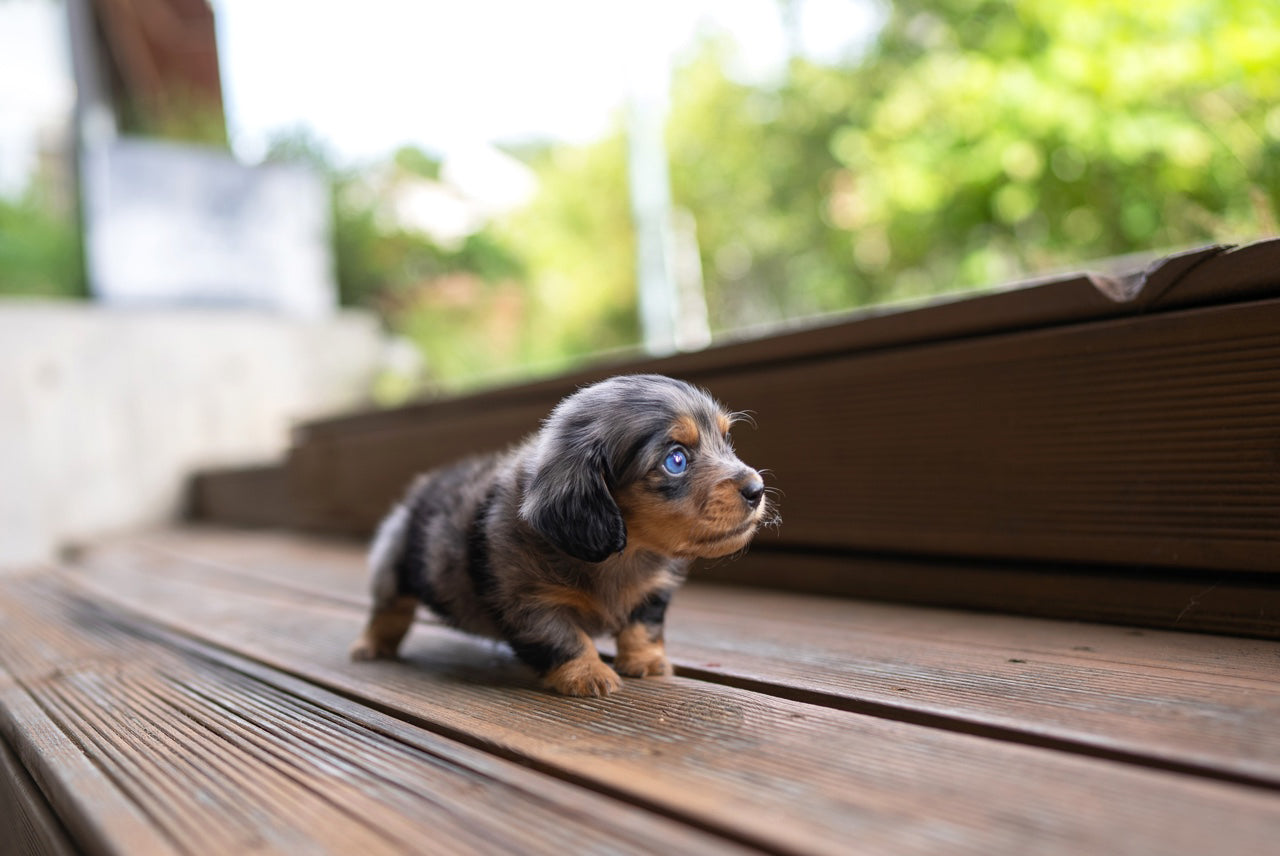 DACHSHUND_YOOKIE