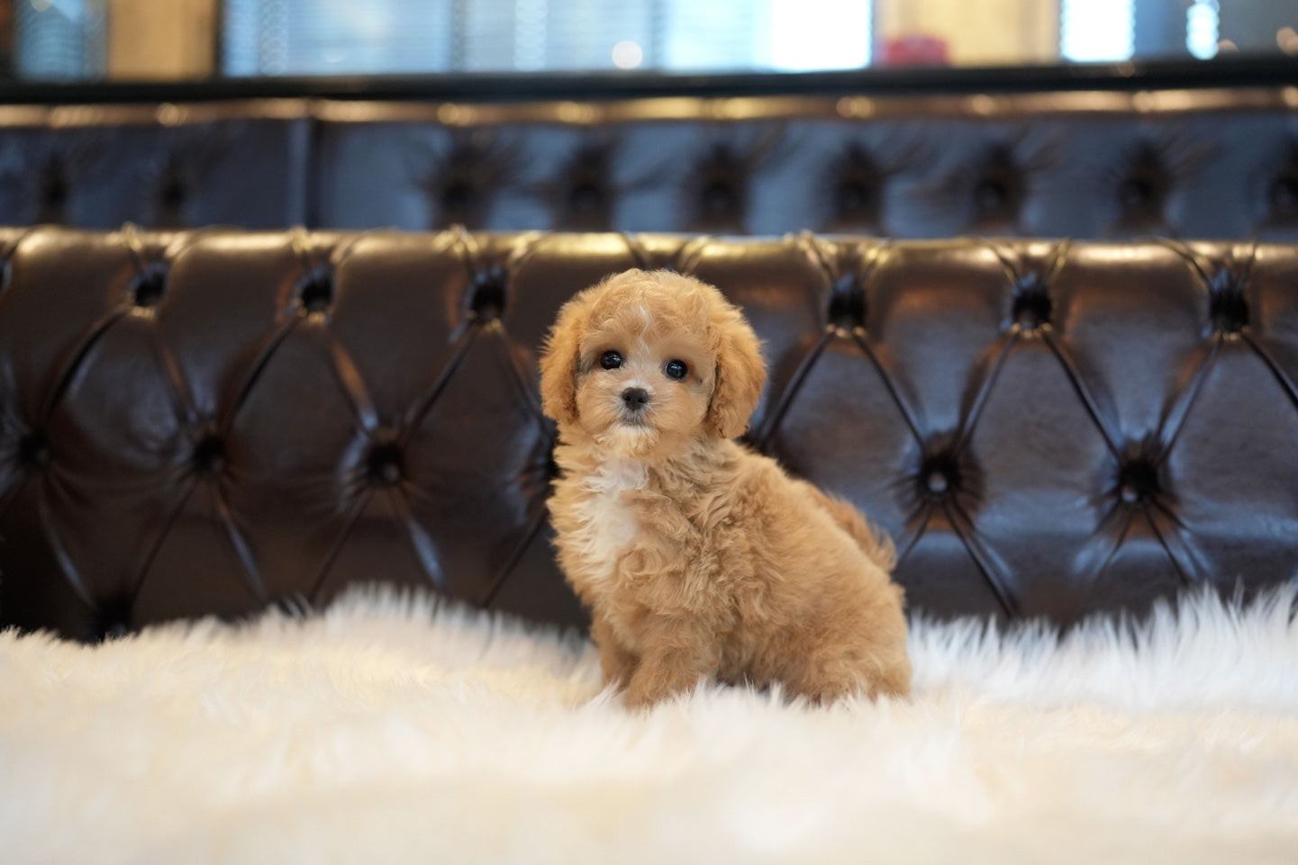GOLDENDOODLE_MOCHA