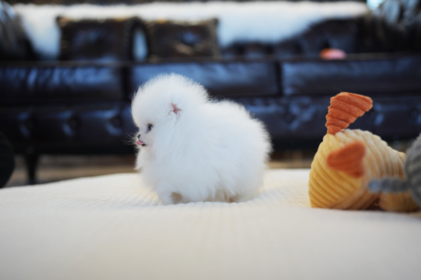POMERANIAN_BECHU