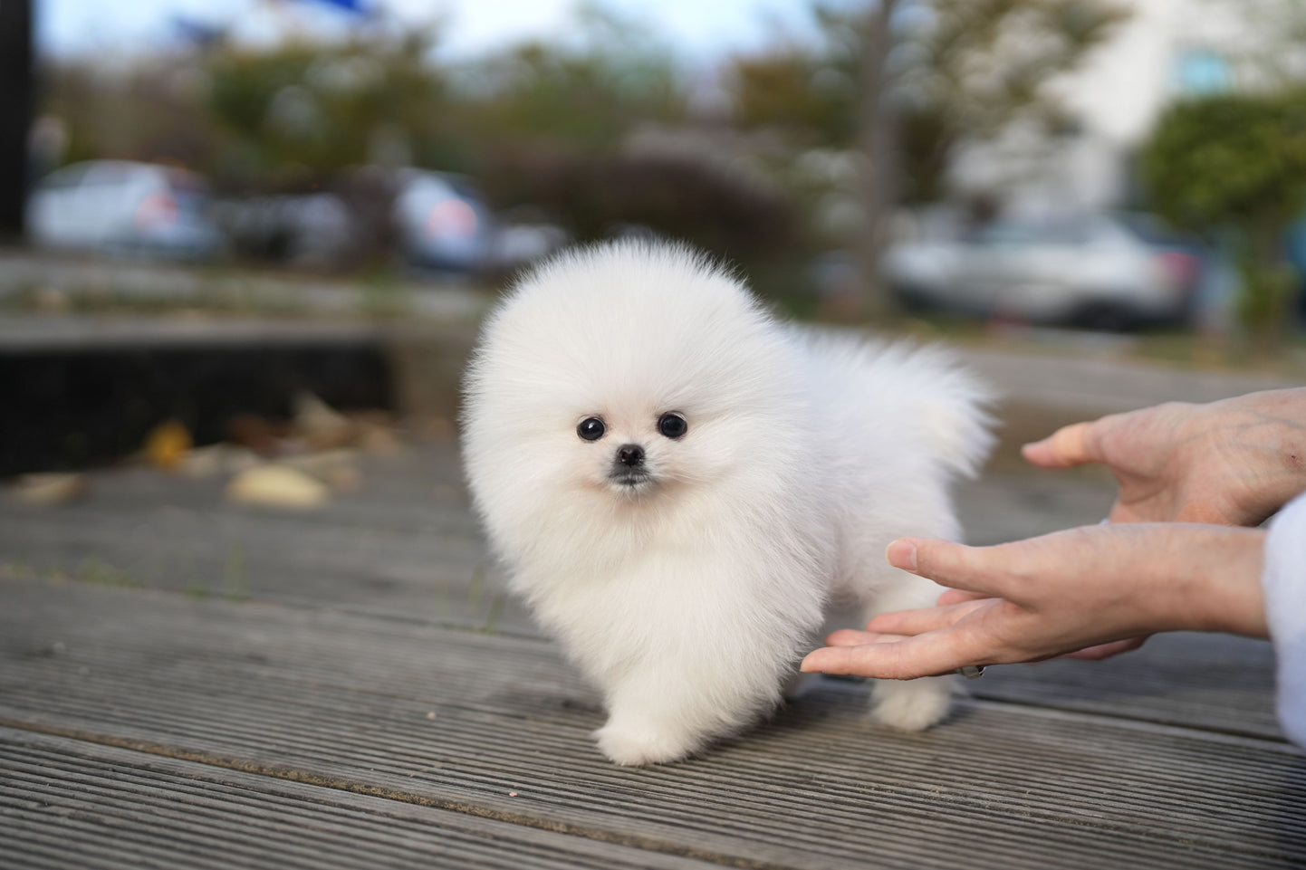 POMERANIAN_BABY