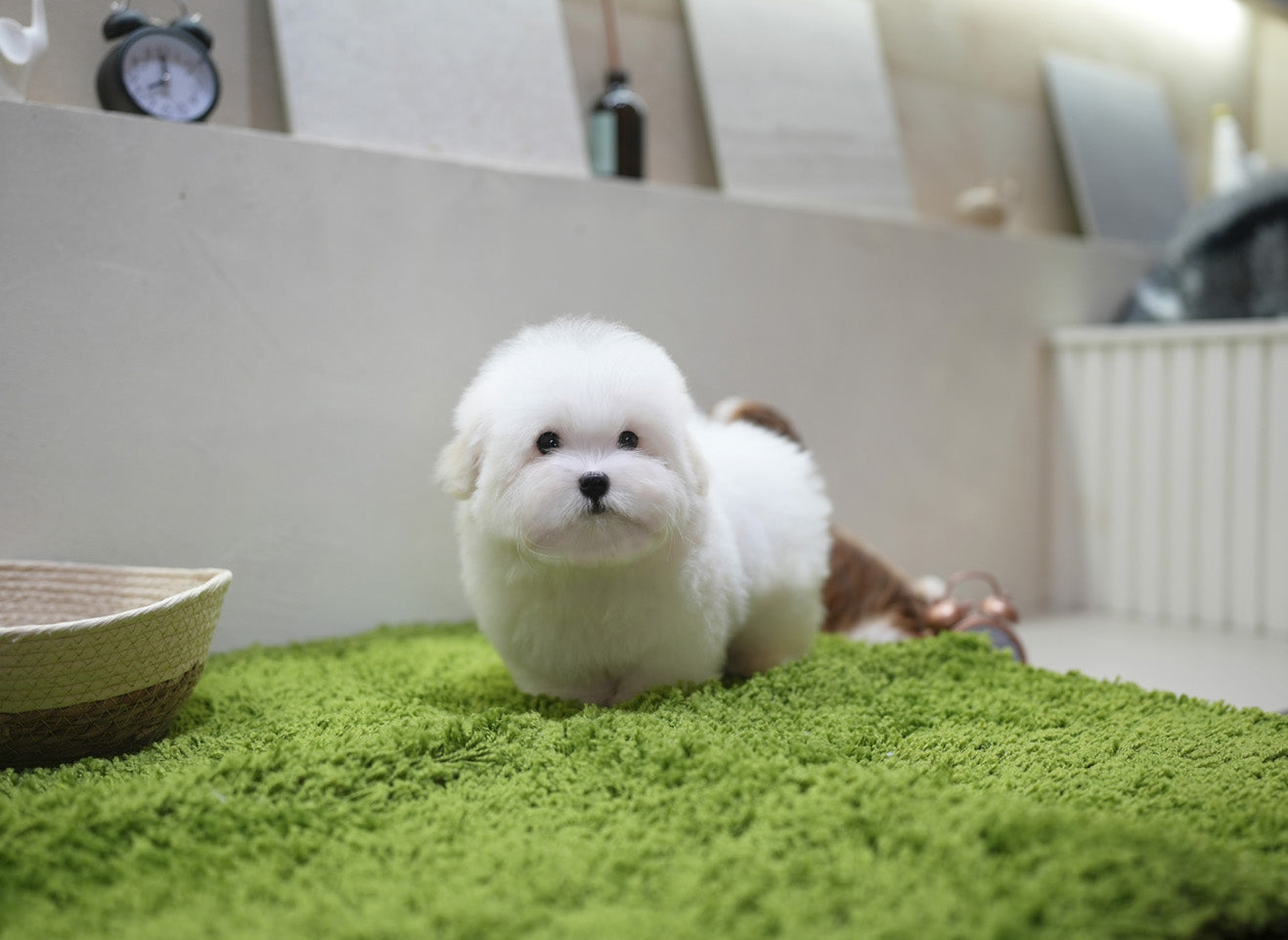 COTON DE TULEAR_MILKY