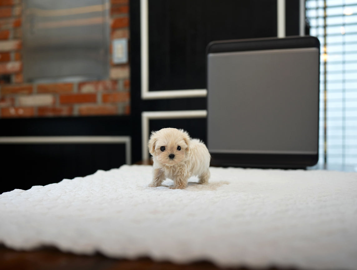 MALTIPOO_STELA