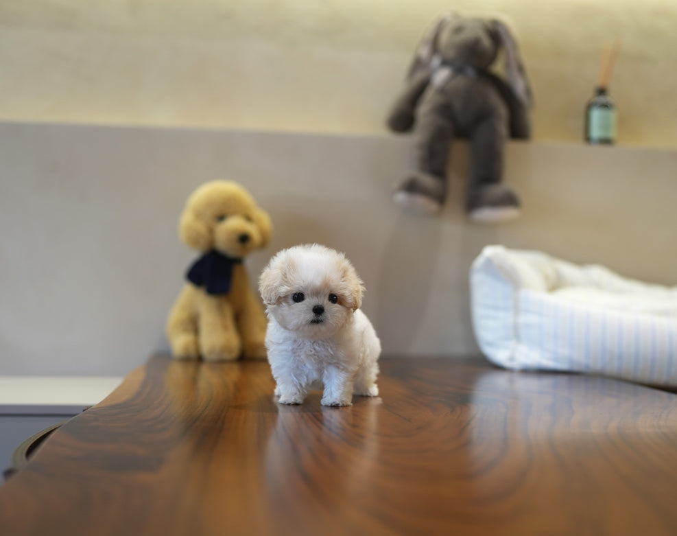 MALTIPOO_CREAM