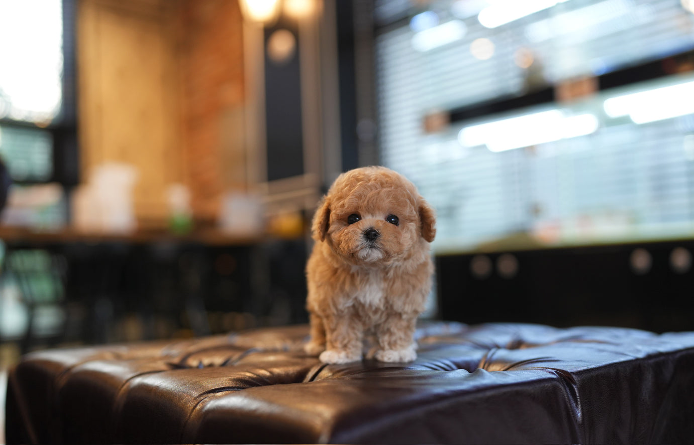 POODLE_KONGSOOK
