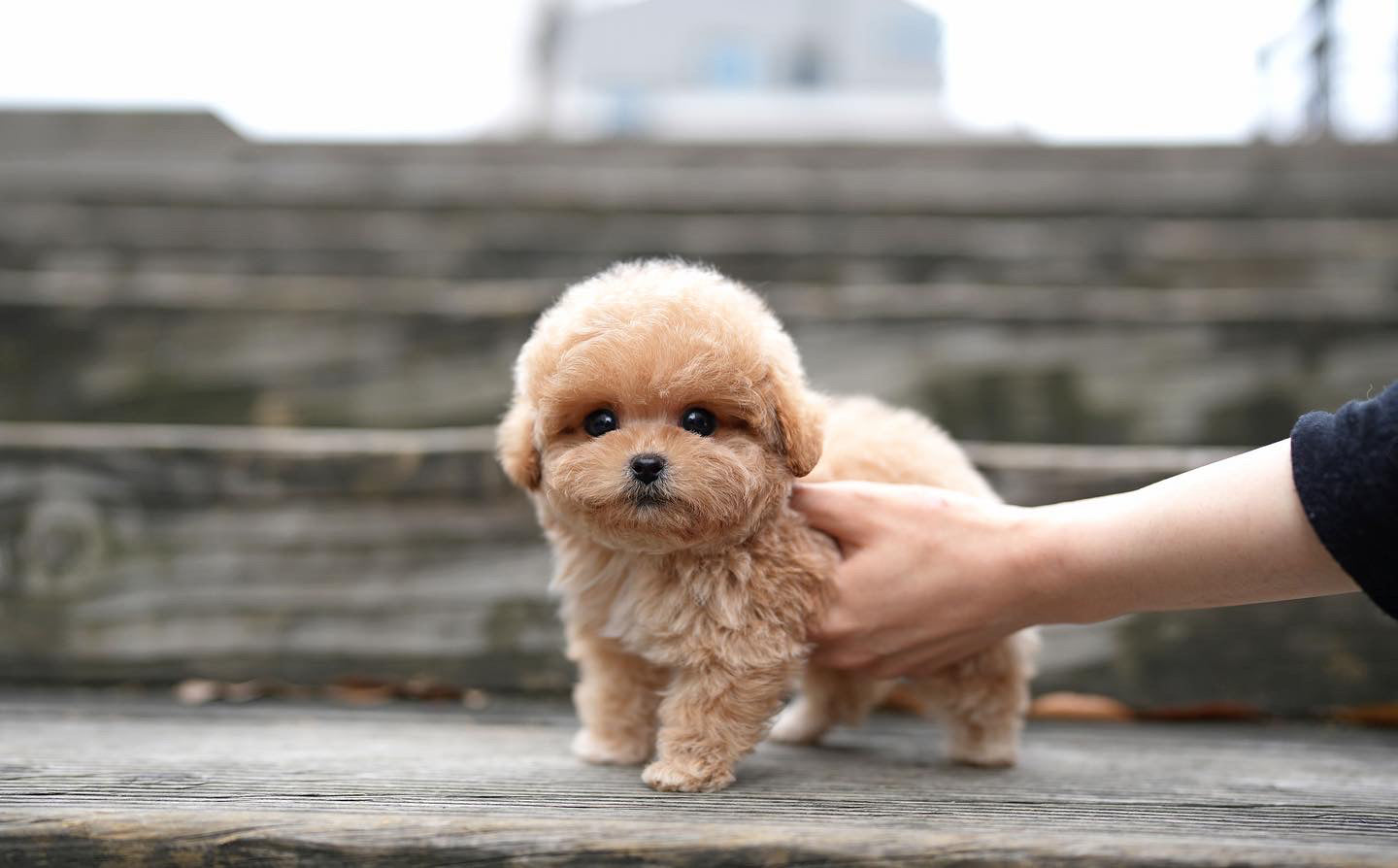 POODLE_HODOO