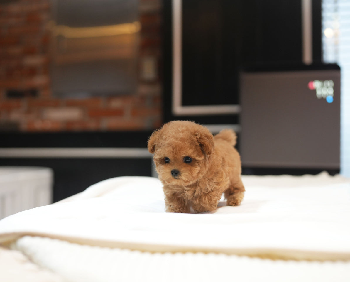 POODLE_BRUNO