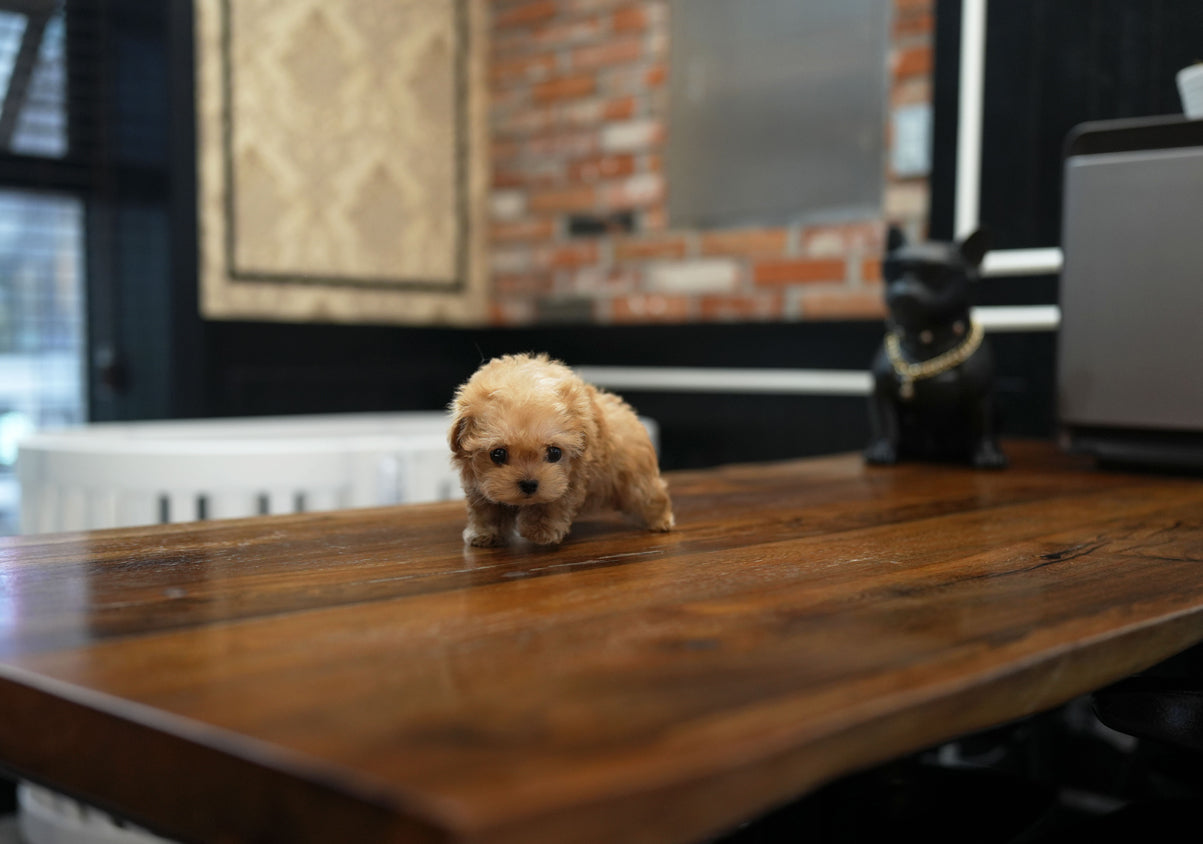 MALTIPOO_HARANG