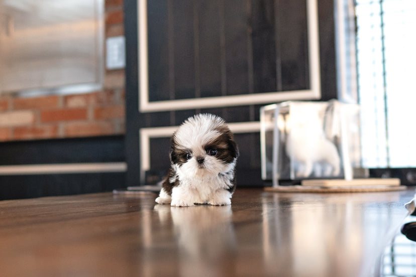 SHIH TZU_BELLA