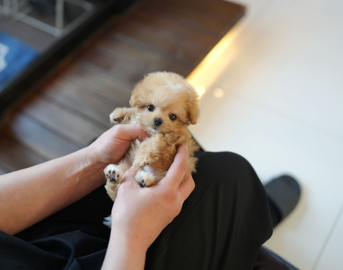 MALTIPOO_CHARLIE