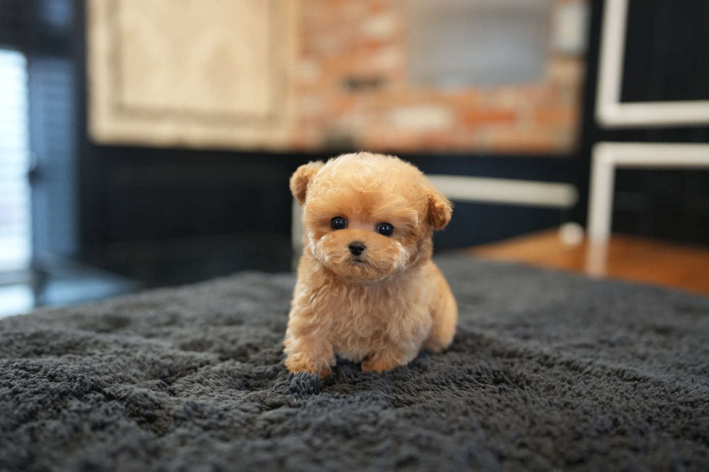 POODLE_PEANUT