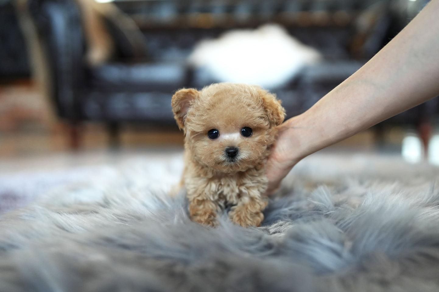 POODLE_JERRY