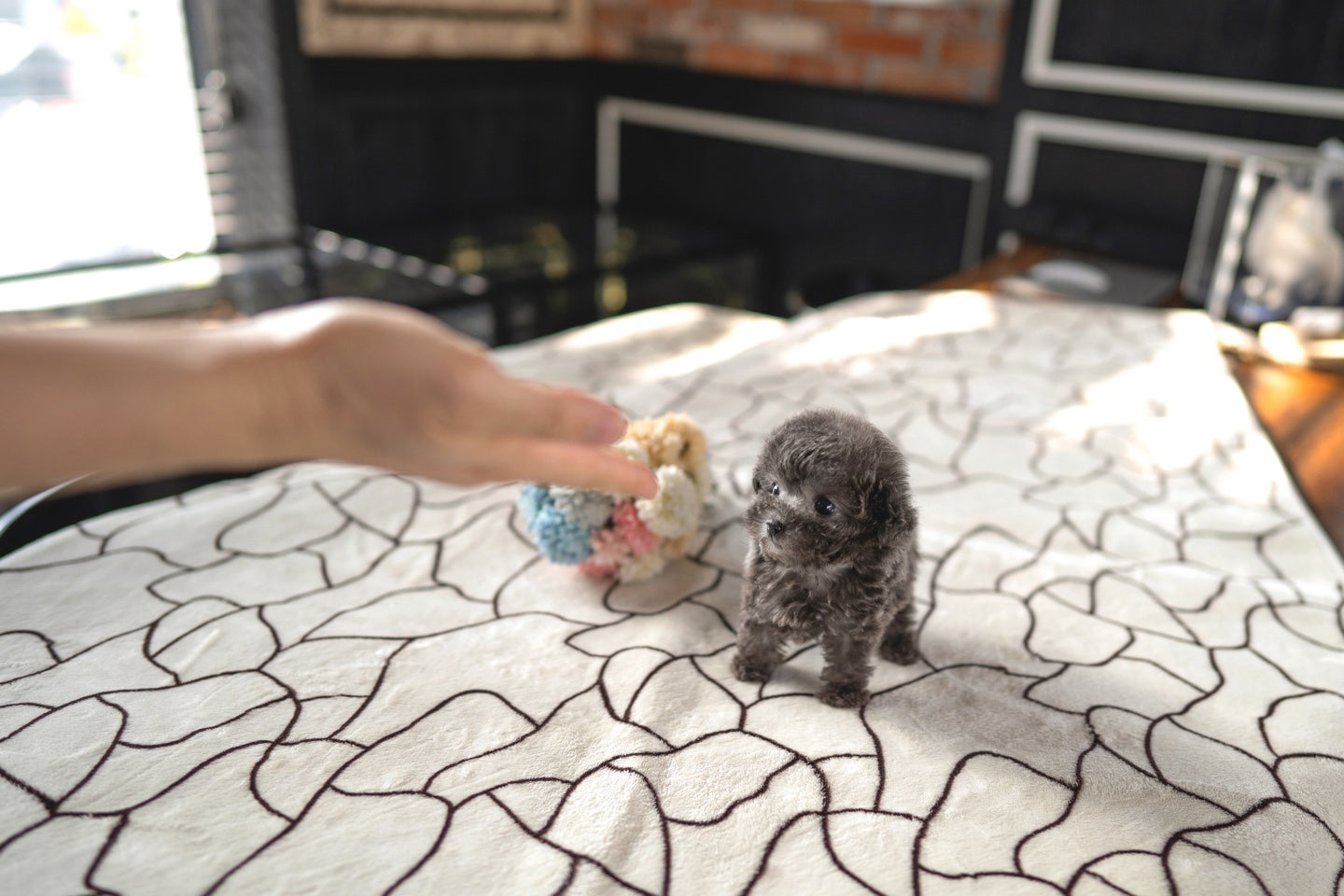 POODLE_BLUE