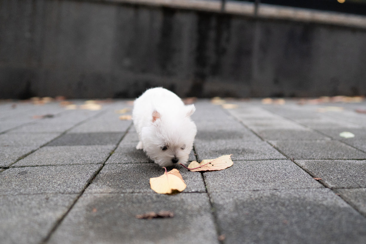 WEST HIGHLAND WHITE TERRIER_TAN