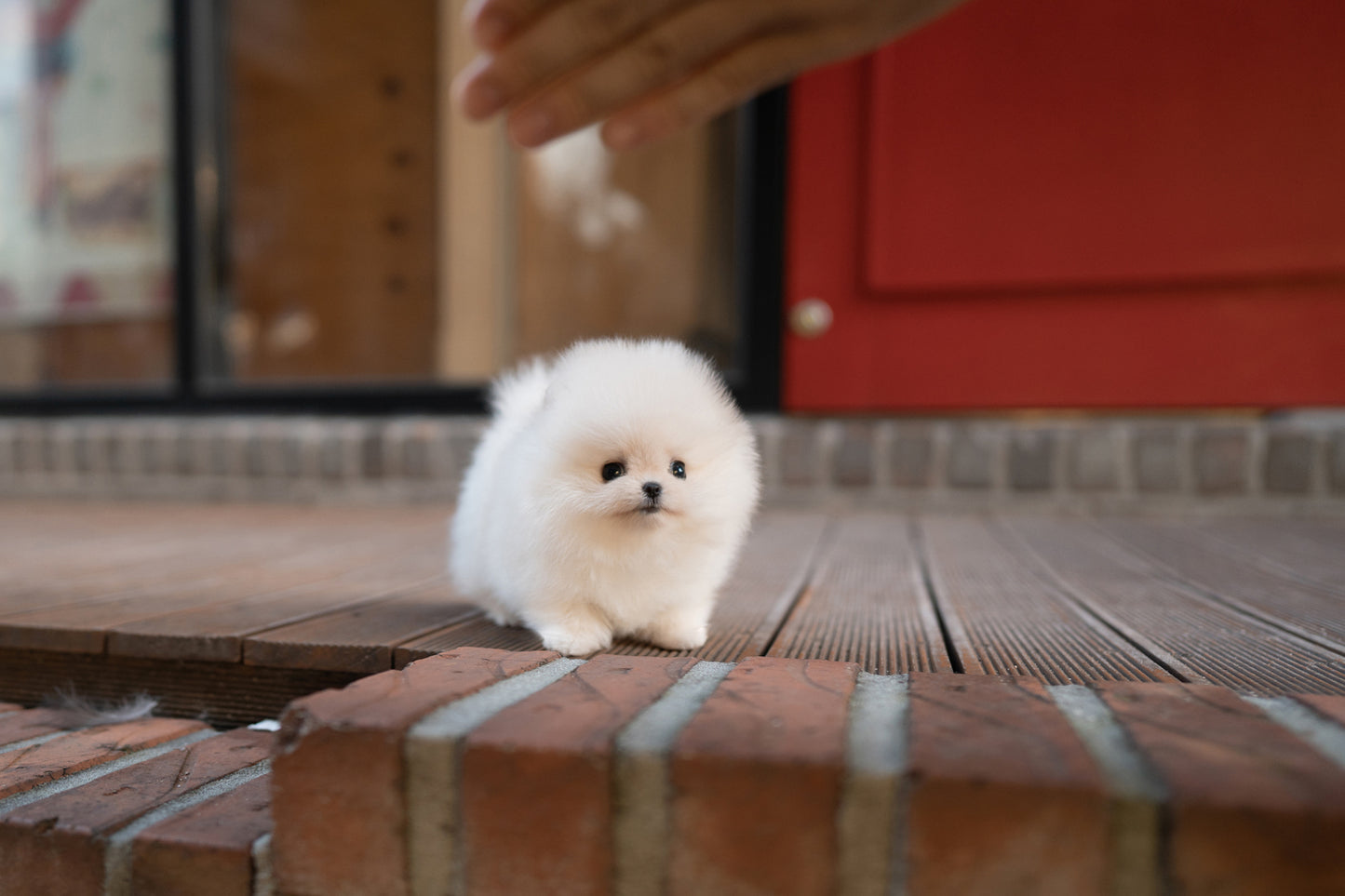 POMERANIAN_SELENA