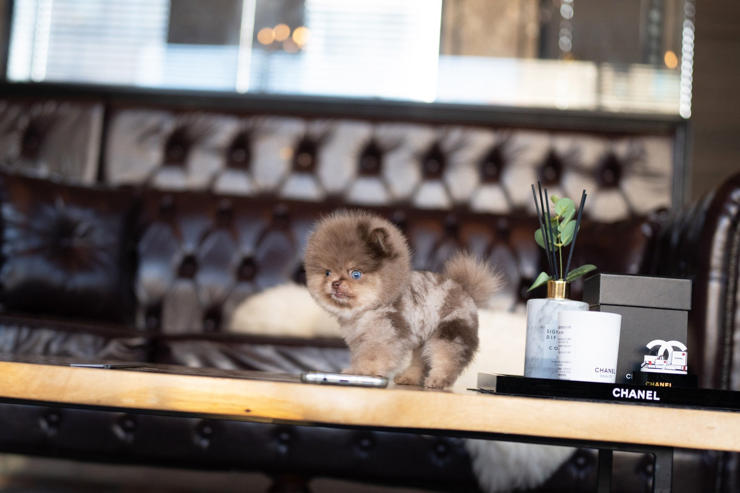 POMERANIAN_COOKIE