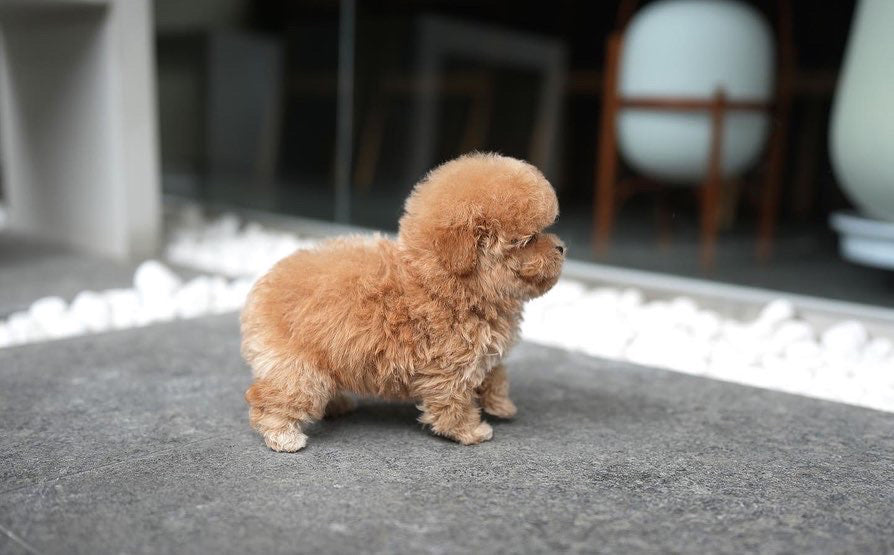 POODLE_HODOO