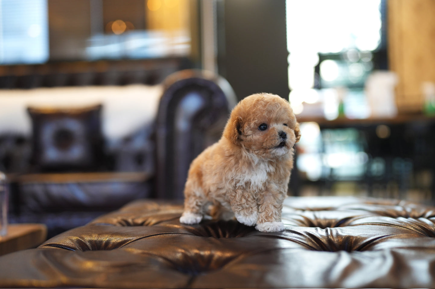 POODLE_KONGSOOK