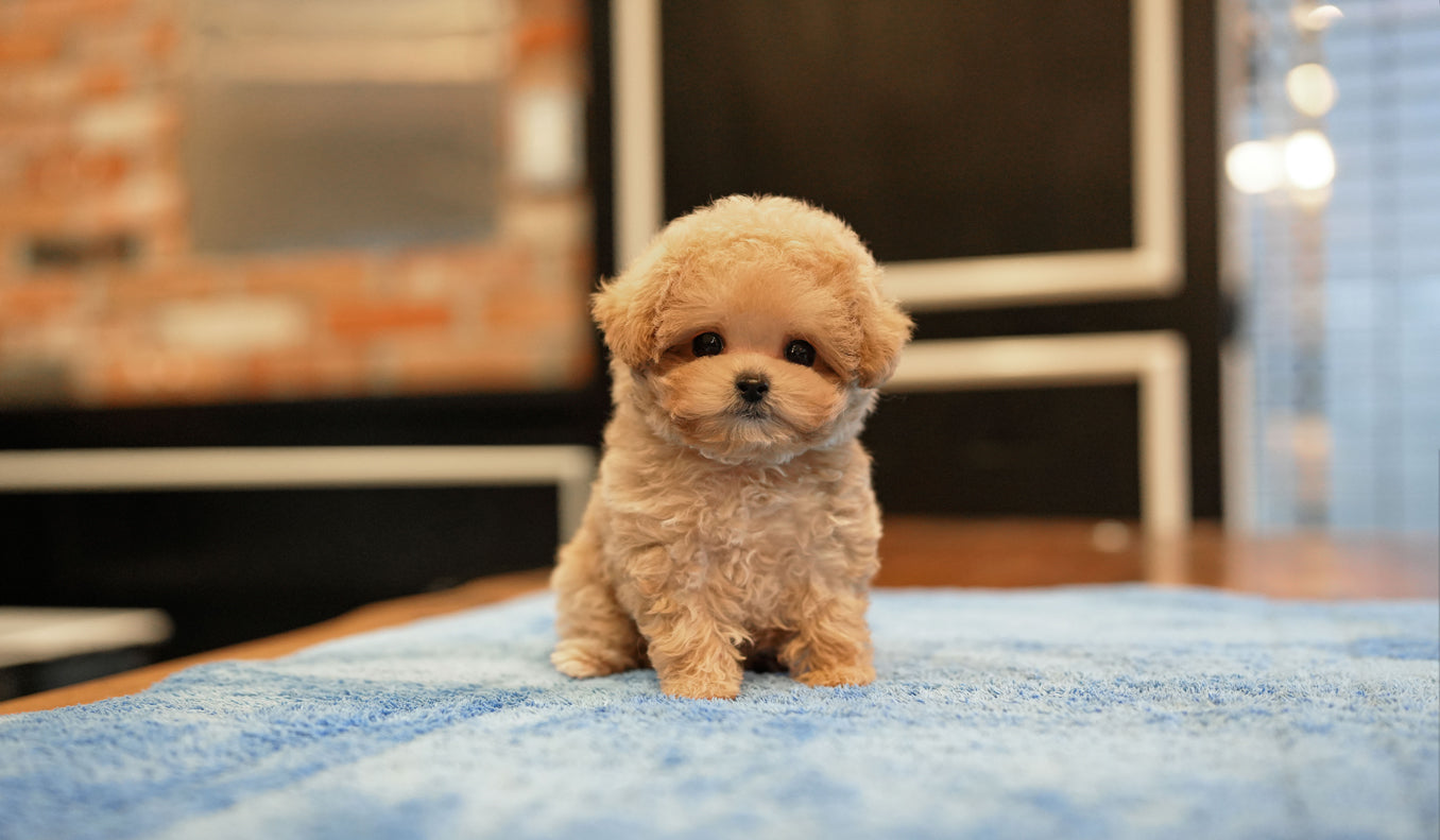 MALTIPOO_CHOCO