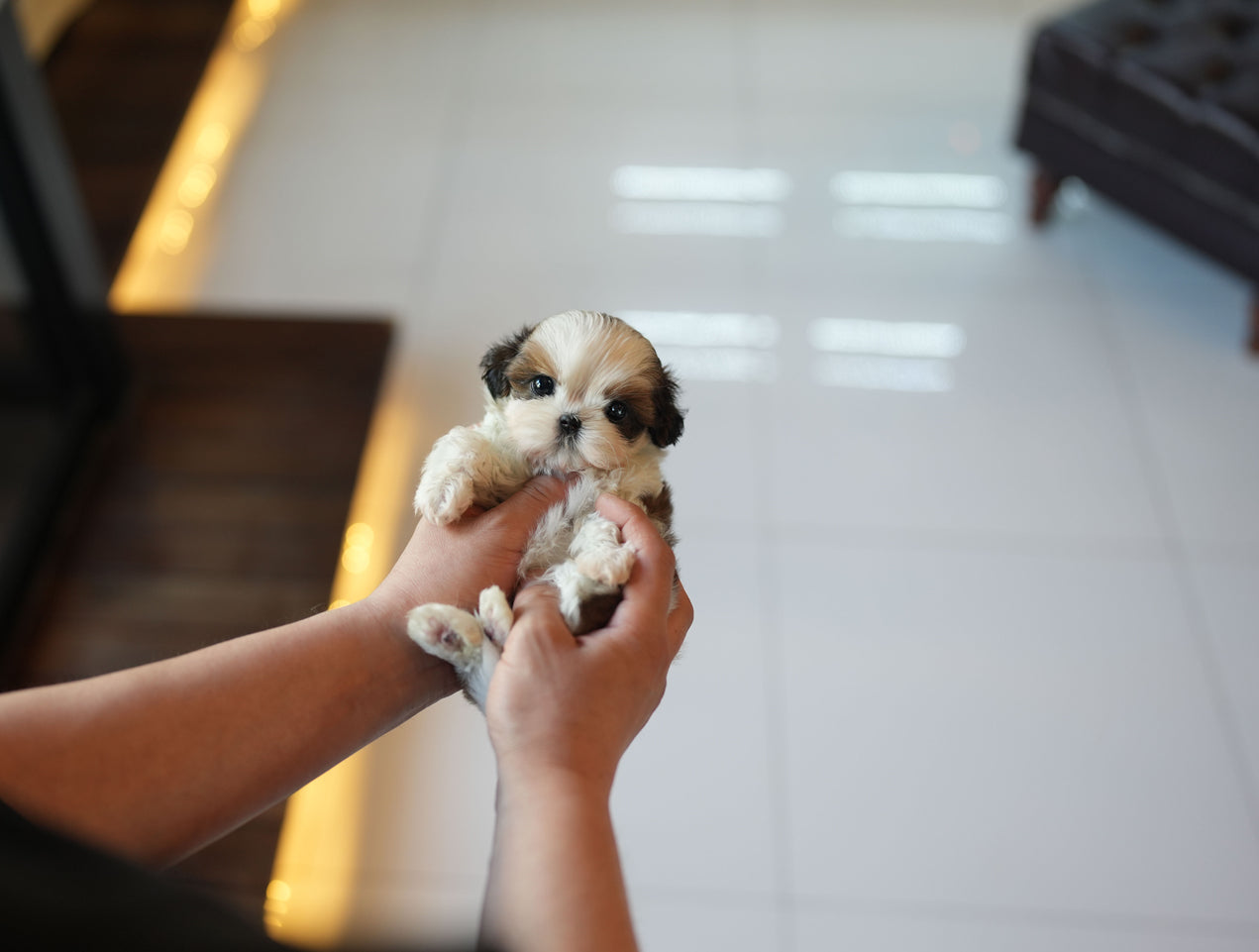 SHIH TZU_YANGENG