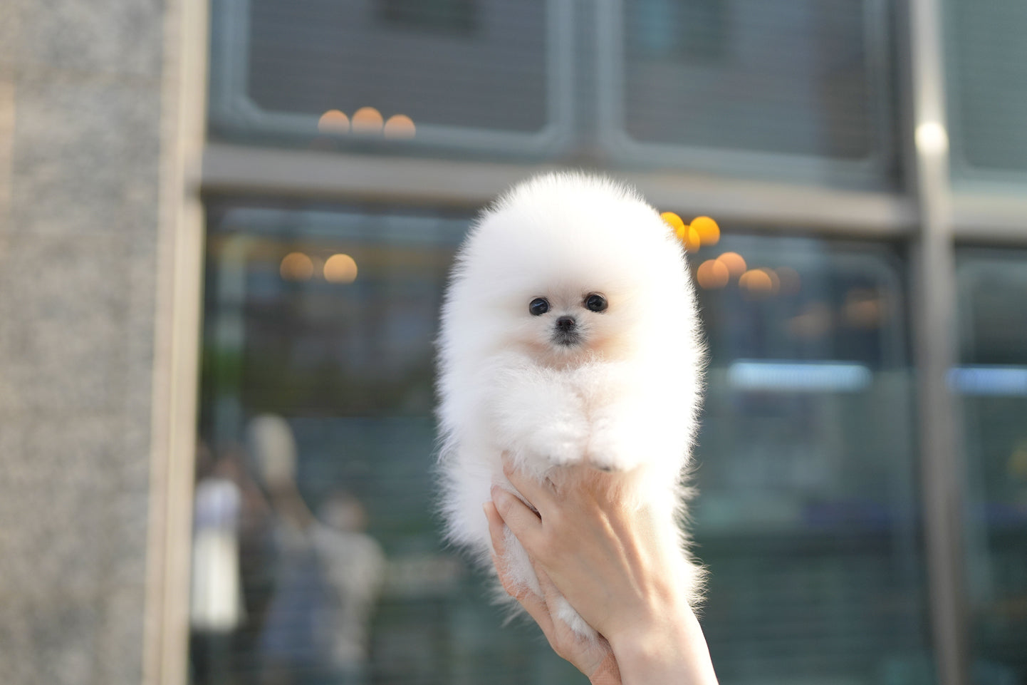 POMERANIAN_BABY