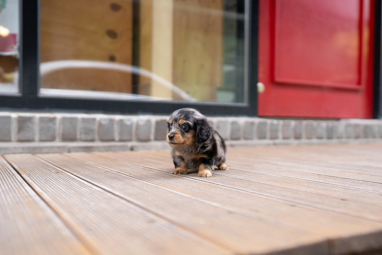 DACHSHUND_YOOKIE