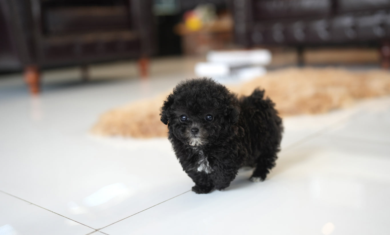 POODLE_COOKIE