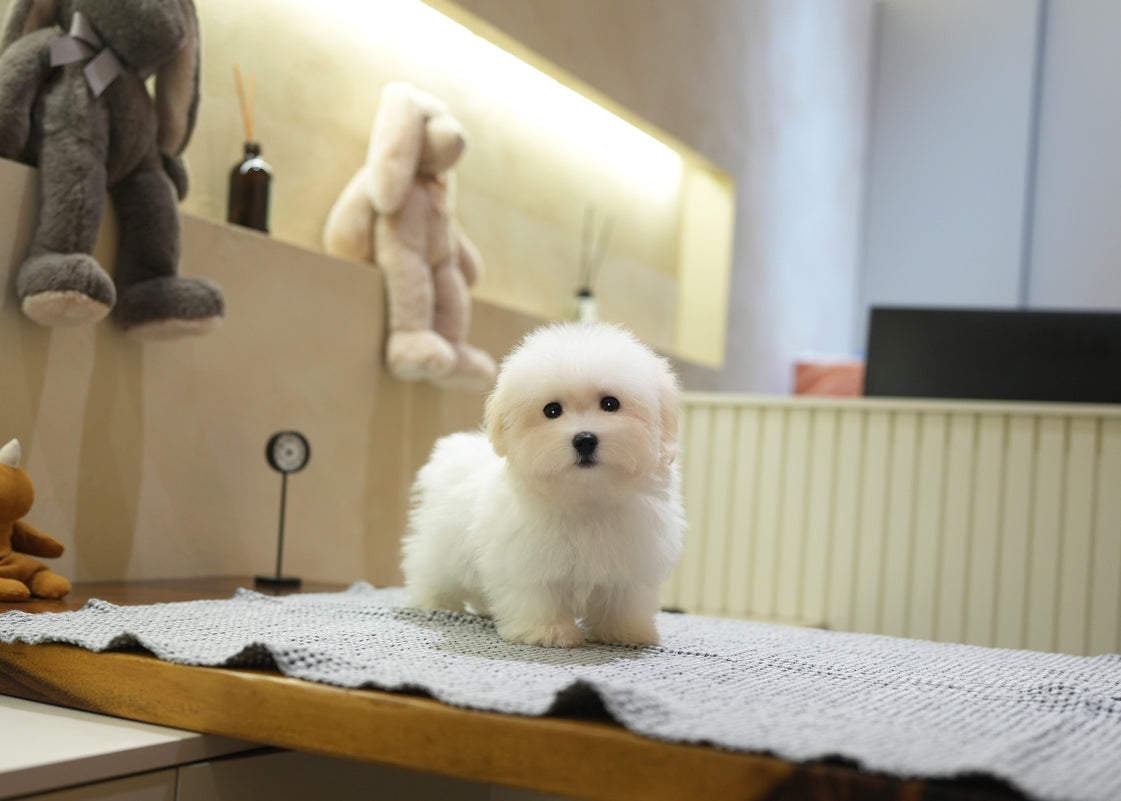 COTON DE TULEAR_DAY