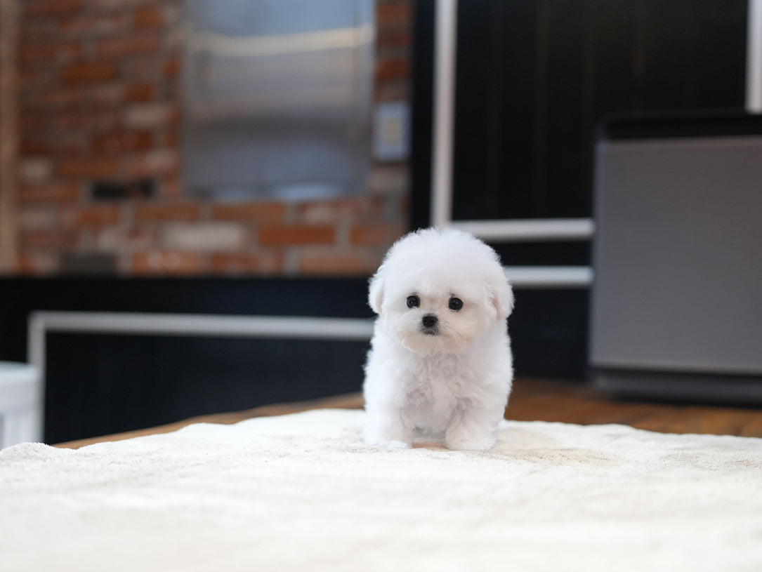 BICHON_BBANG