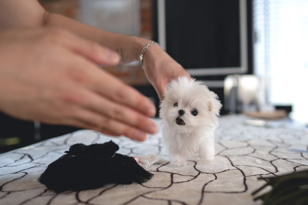MALTESE_PONY
