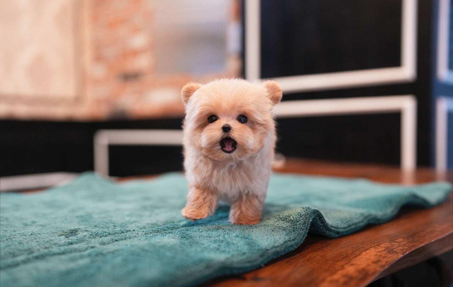 MALTIPOO_JULY