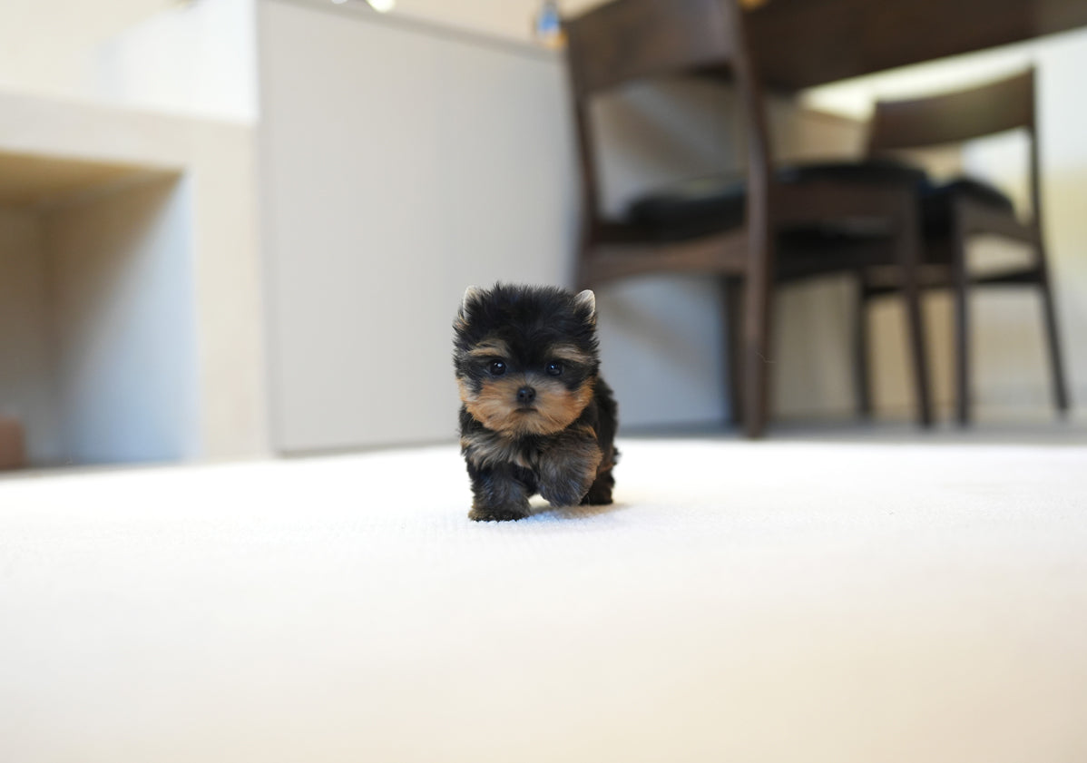 YORKIE_BONUS