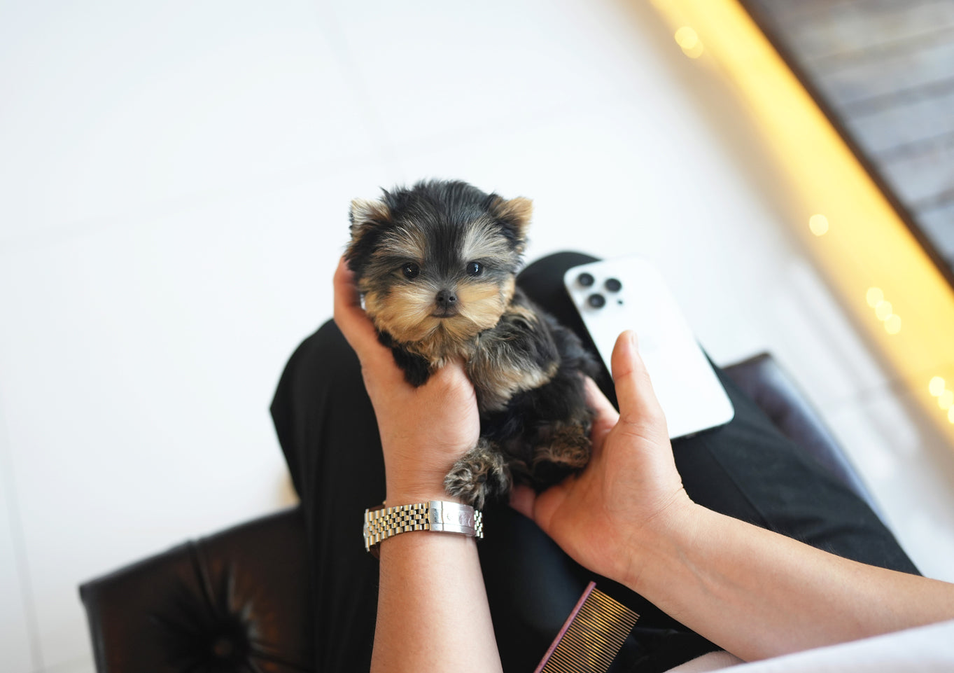 YORKIE_BONUS