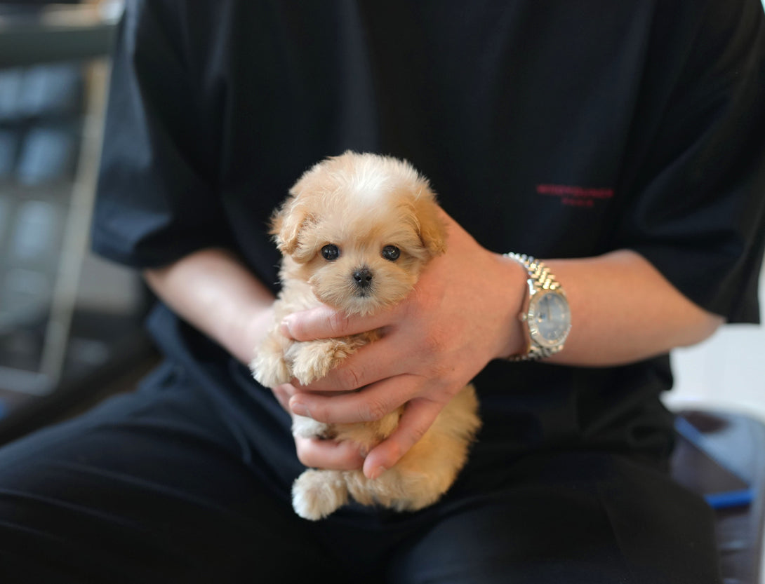 MALTIPOO_CHARLIE