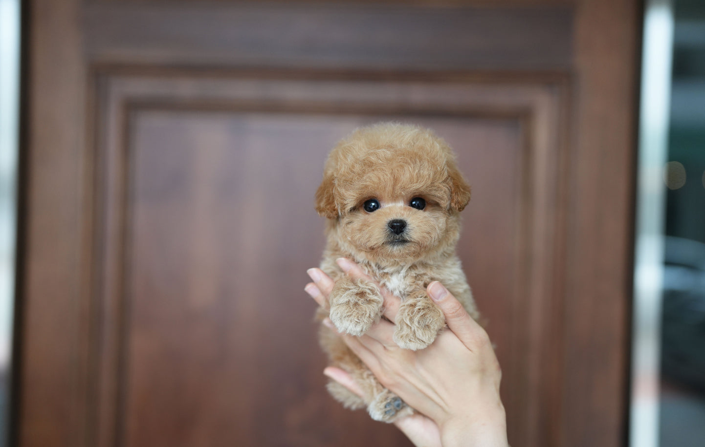 POODLE_HODOO