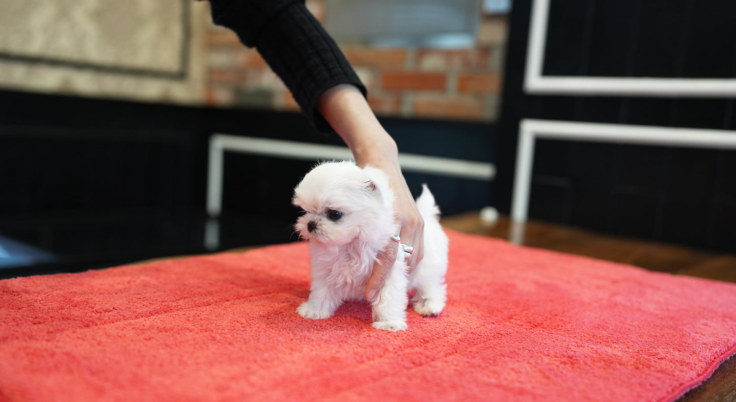 MALTESE_TEO