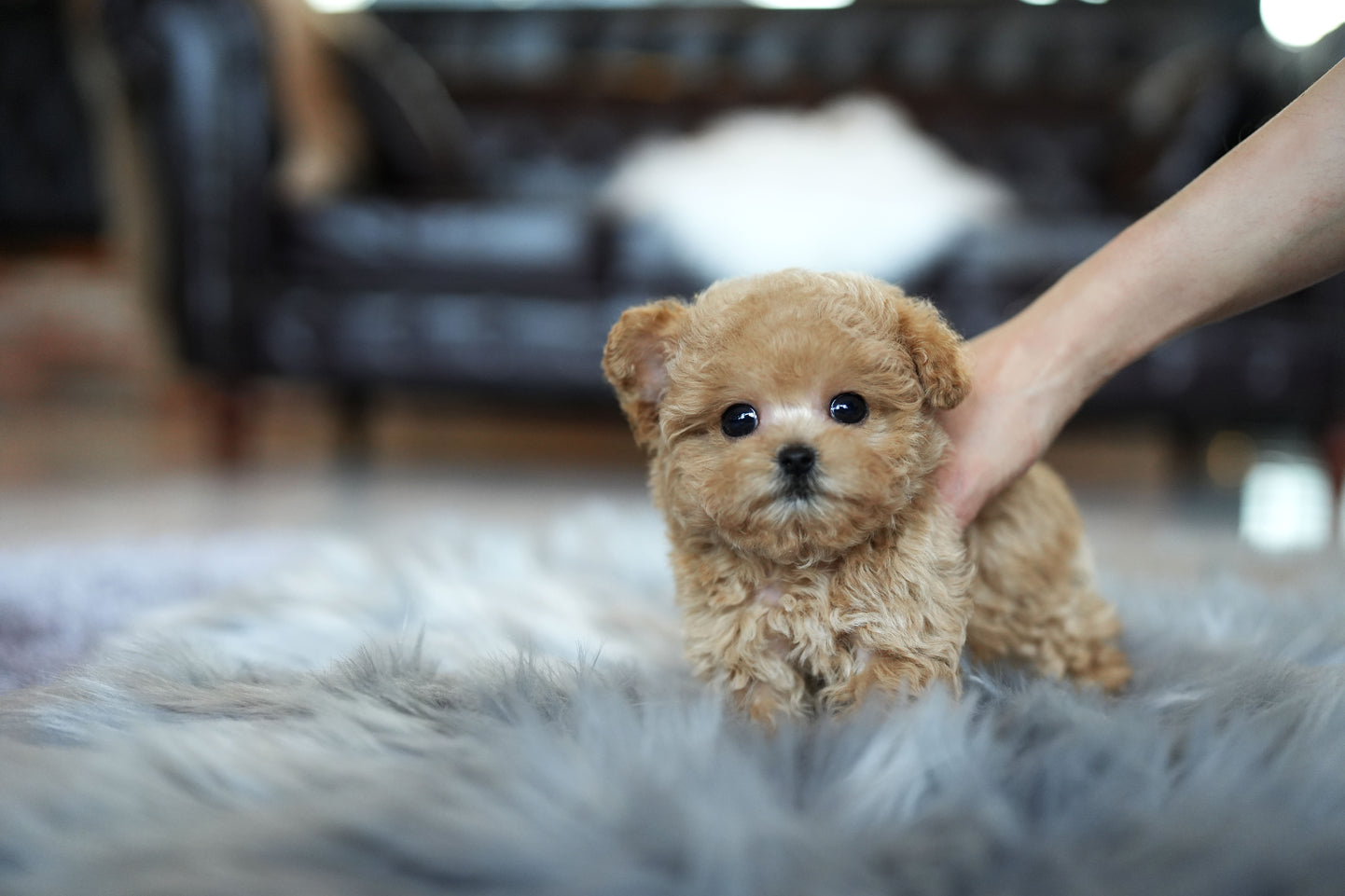 POODLE_JERRY