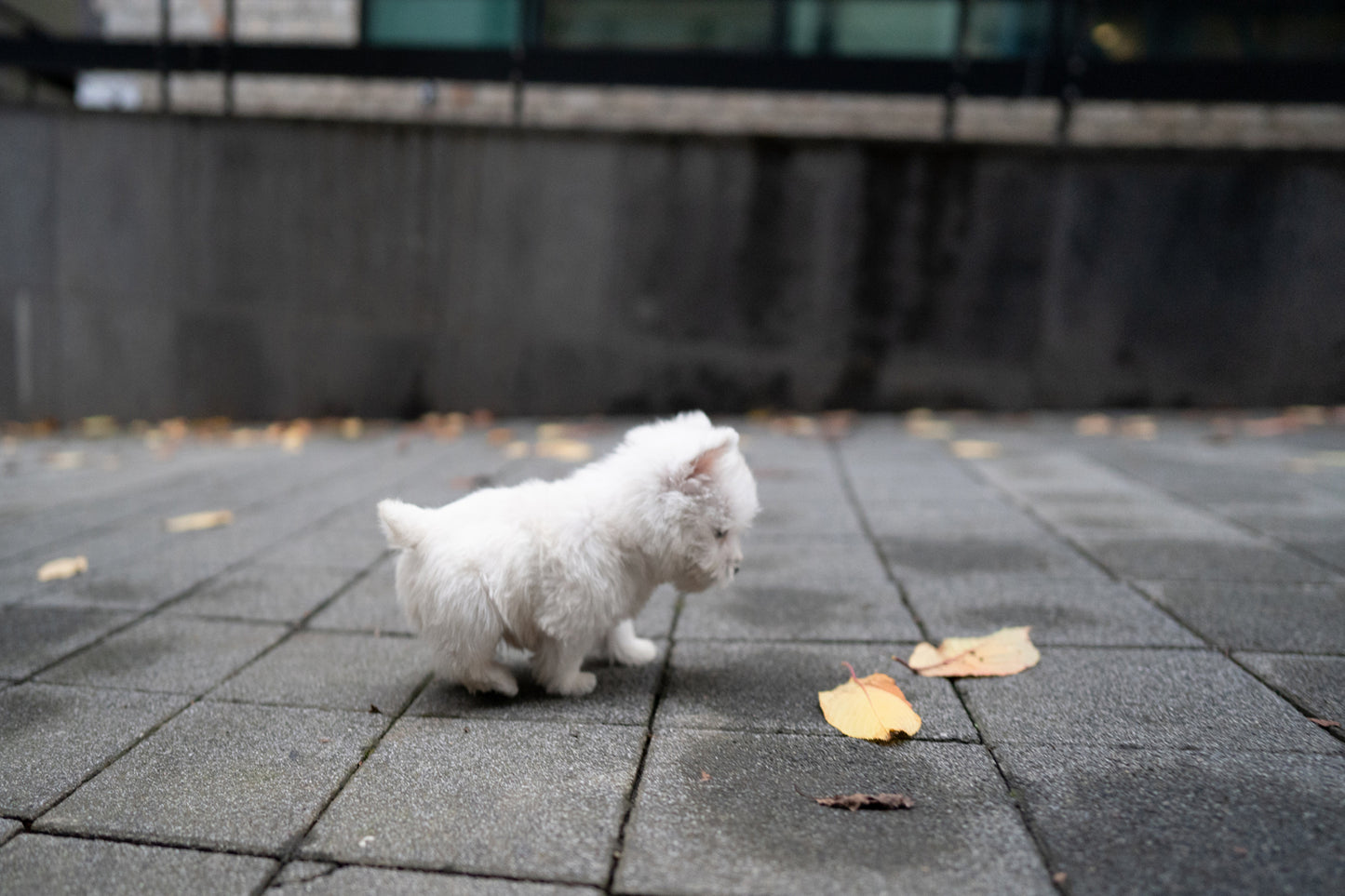 WEST HIGHLAND WHITE TERRIER_TAN