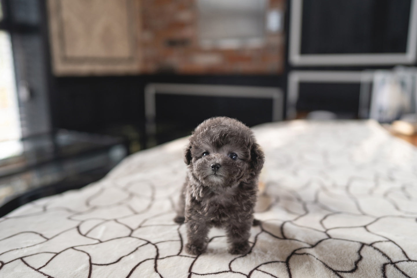 POODLE_BLUE