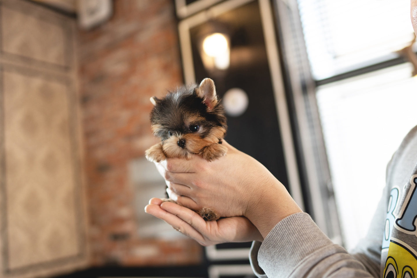 YORKIE_KAN