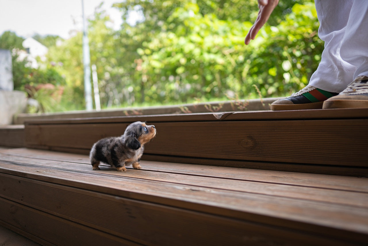 DACHSHUND_YOOKIE