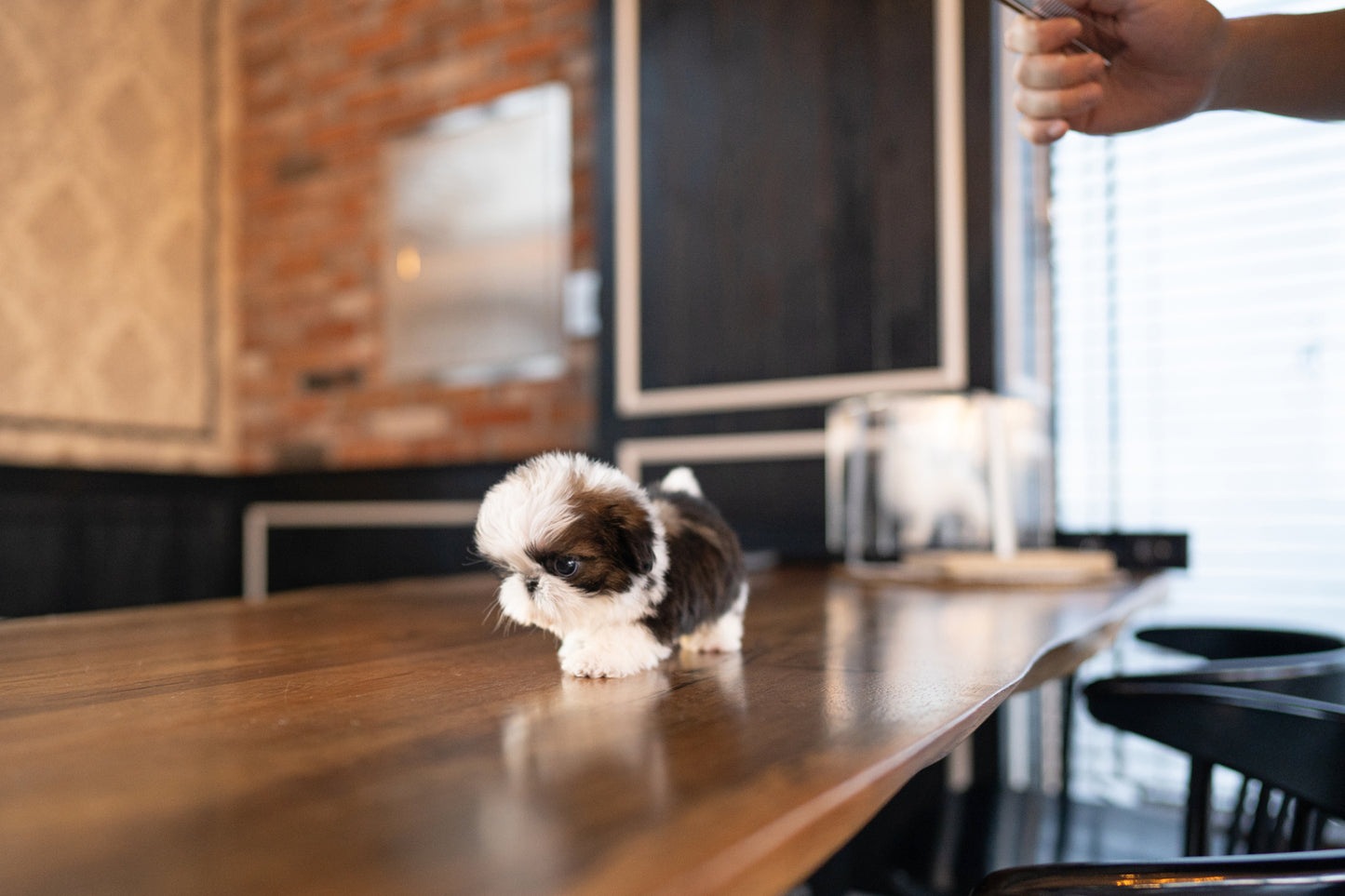 SHIH TZU_BELLA