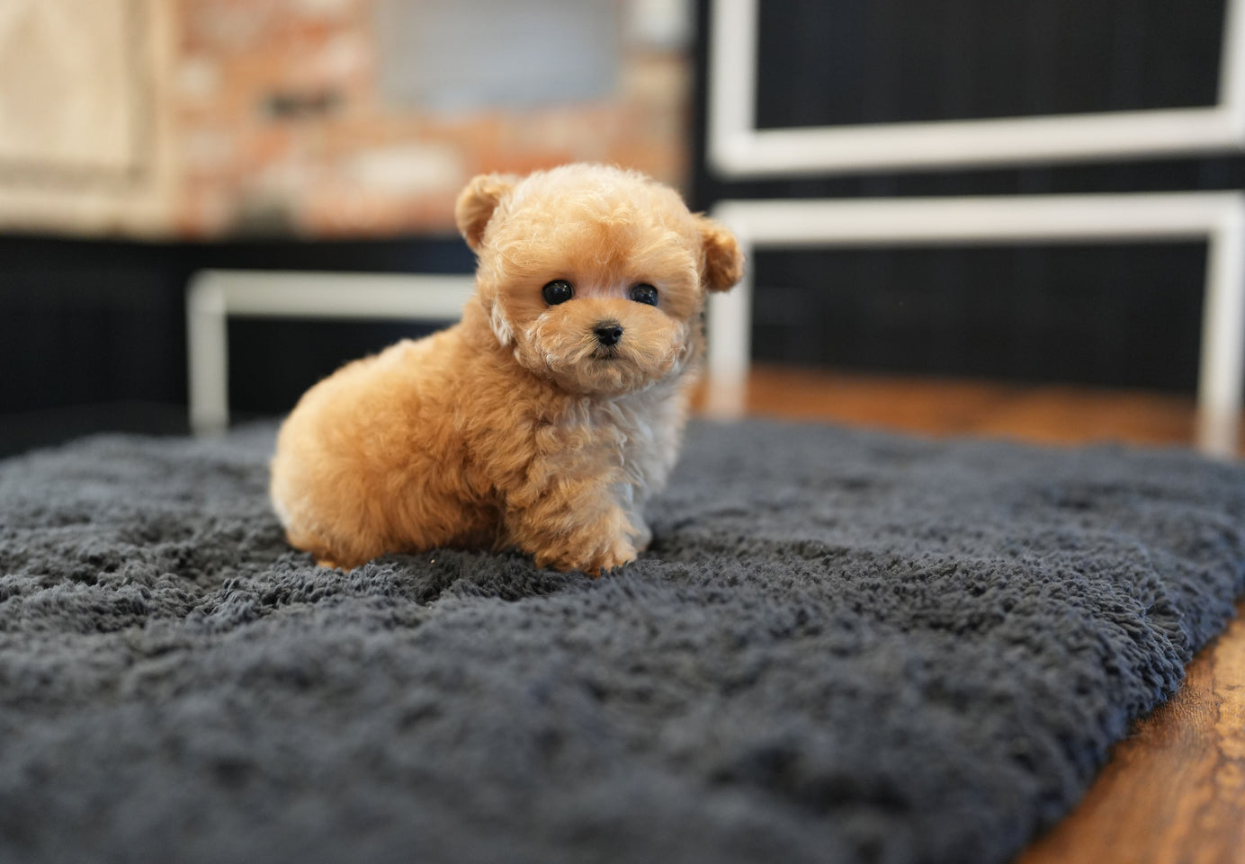 POODLE_PEANUT