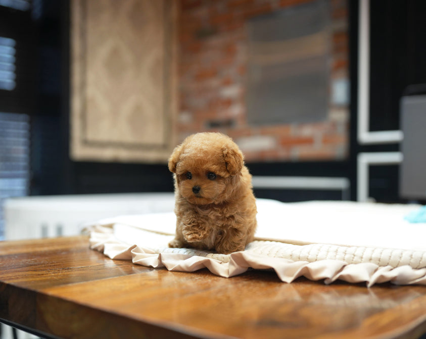 POODLE_BRUNO
