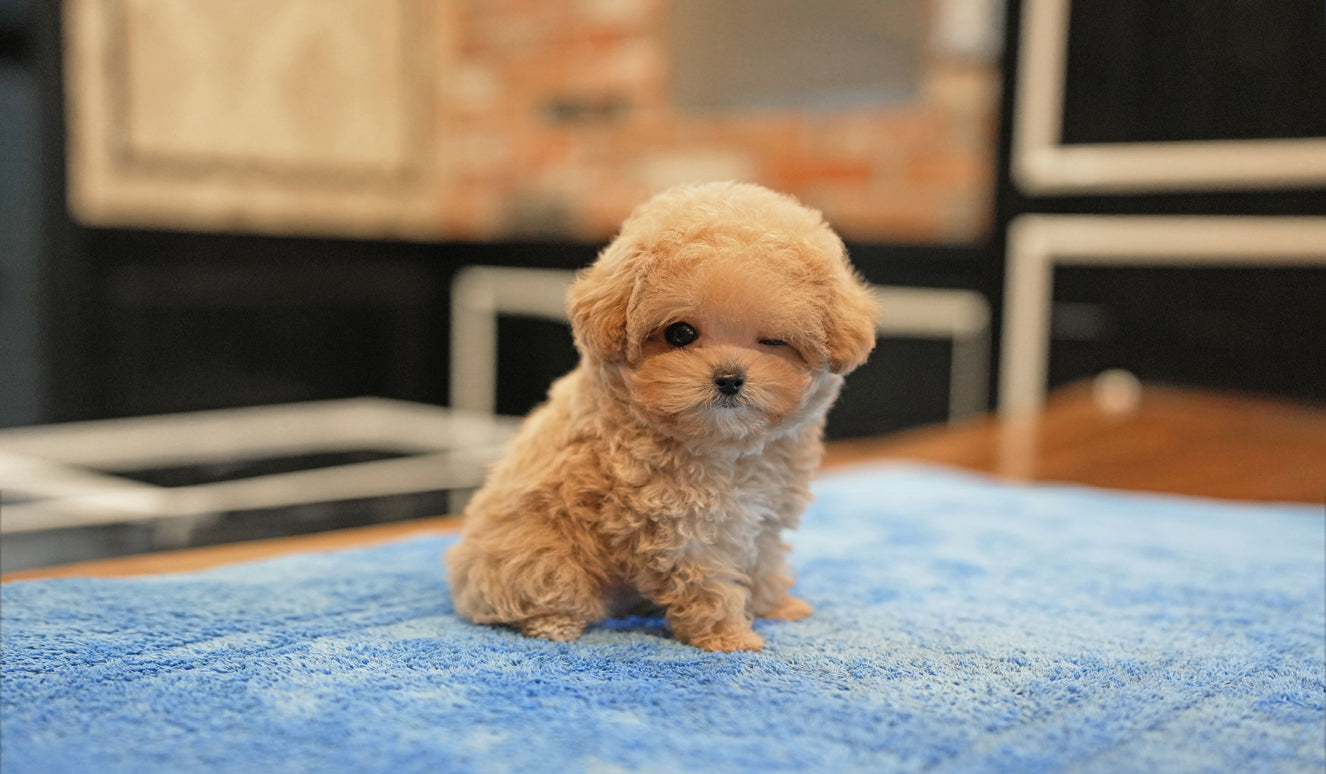 MALTIPOO_CHOCO