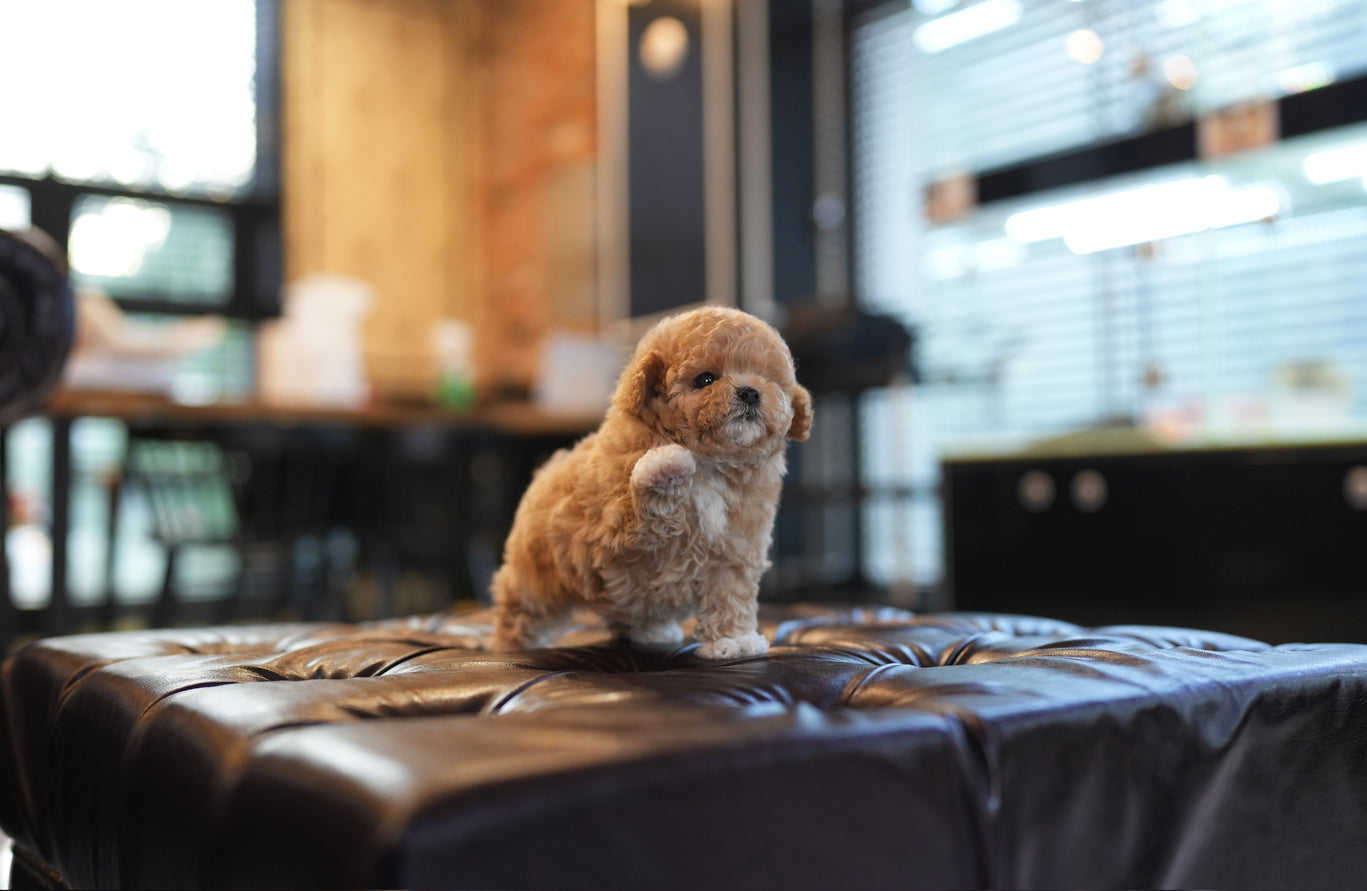 POODLE_KONGSOOK